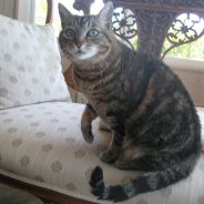 Sharon